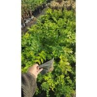 ราคา ต้นองุ่นบลาซิล รสชาติหวานอมเปรี้ยว พันธุ์แท้ขายถูก(ส่งเครมได้หากสินค้าเสียหาย)ถ้าปลูกลงดินแล้วตายไม่รับเครม (4189076886)