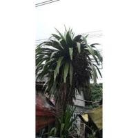 ราคา เมล็ดต้นจันทร์ผาแท้ 25 เมล็ด50บาท ซื้อครบ100บาทแถมฟรี10เมล็ด (8396997956)