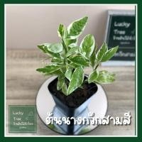 ราคา ต้นนางกวักสามสี นางกวักชมพู พร้อมกระถาง 4 นิ้ว รากแน่น กวักเงินห่อทรัพย์ กวักเงินกวักทอง ต้นไม้มงคล ช่วยเรื่องโชคลาภ (12776185514)