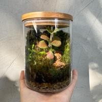 ราคา สวนขวดแก้วระบบปิด Terrarium สวนขวดจากต้นไม้จริง (28269977062)