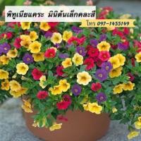 ราคา พิทูเนียแคระมินิต้นเล็กคละสี เมล็ดพิทูเนียพันธุ์เตี้ยคละสี30เมล็ด/ ***อ่านรายละเอียดสินค้าก่อนสั่งพันธุ์แท้100% (10815004630)