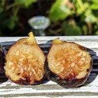 ราคา 15 เมล็ด มะเดื่อฝรั่ง ลูกฟิก Figs Fruit Seeds สายพันธุ์ Barbillone (42673685209)