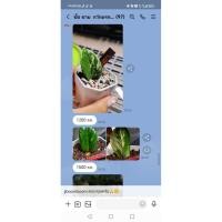 ราคา แก้วเจ้าจอม (ชื่อวิทยาศาสตร์: Guaiacum officinale) (5694631461)