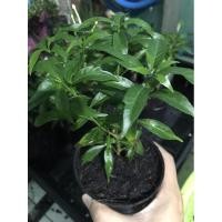 ราคา ต้นพุดศุภโชคต้นไม้มงคล (11104464026)