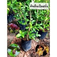 ราคา ต้นตีนเป็ดฝรั่ง ตีนเป็ดฝรั่ง (29571352954)