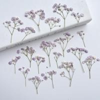 ราคา ดอกไม้แห้ง ยิปโซสีม่วงอ่อน- สำหรับงาน DIY งานเรซิ่นและตกแต่งอื่นๆ (24375016829)