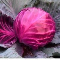 ราคา บรรจุ 150เมล็ด Purple red Cabbage Seed เมล็ดพันธุ์ กะหล่ำปลี ม่วง Organic Vegetable Seeds for Planting เมล็ดพันธุ์แท้ (50303671039)