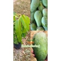 ราคา ต้นมะม่วงเขียวใหญ่ (ต้นสูง25-40ซม.) (50204832586)