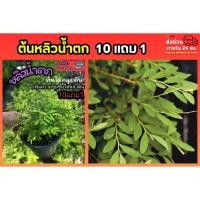 ราคา ต้นหลิวน้ำตก ไม้คลุมดิน จัดสวนน้ำตก หลิวลู่ลม หลิวยอดทอง ไม้แดด หลิวใบ ปุ๋ย ดิน หลิวเลื้อย ไต้หวัน เฟิร์น หญ้า สวนอังกฤษ (48055620246)