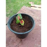 ราคา ต้นบอนสีช้างเผือกใบบัว (7094272186)