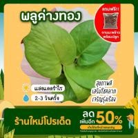 ราคา **แถมกาบมะพร้าวพร้อมปลูก** ต้นพลูทอง กระถาง 3 นิ้ว Devil's Ivy พลูด่าง พลูทอง พลูด่างทอง ราชินีสีทอง ปลูกในอาคาร (20700452114)