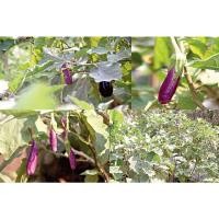 ราคา เมล็ดมะเขือม่วงลิง พร้อมปลูก ซองละ 29 บาท (22340342115)