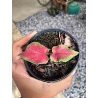 ราคา บอนสีปลาบู่ทอง เบบี้ กระถาง 4 นิ้ว (13827818173)