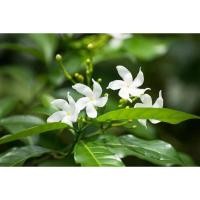 ราคา ต้นพุดมาลัย ไม้มงคลดอกหอม ไม้ไทยโบราณ ดอกสีขาว เป็นไม้พุ่มเตี้ย ออกดอกตลอดทั้งปี (22147198635)