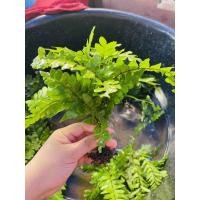 ราคา เฟิร์น/เฟิร์นก้านดำ/ภาคใต้12แถม12 (47202549430)