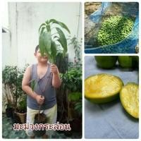 ราคา #ต้นมะม่วงกระล่อน โบราณ #มะม่วงกระล่อน (4712171736)