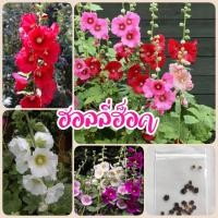 ราคา เมล็ดดอกฮอลลี่ฮ็อค 20 เมล็ด (12863329213)