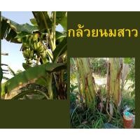 ราคา หน่อกล้วยนมสาว หน่อละ 169 บาท รสชาติหอมหวาน ลักษณะของลูก เหมือนกล้วยน้ำว้าแต่ลูกใหญ่และยาวกว่ากล้วยน้ำว้าเล็กน้อย (21891641536)