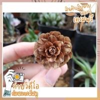 ราคา (พร้อมส่งจากไทย) Pinecone ลูกสนจิ๋ว สนจิ๋ว สนสามใบ ลูกสนขนาดเล็ก (3433465853)
