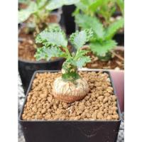 ราคา ต้นมะพร้าวทะเลทราย Dorstenia horwoodii hybrid (15652778593)