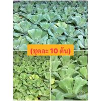 ราคา จอกกุหลาบ(ได้ชุดละ10ดอก) ดอกจอกประดับในบ่อเลี้ยงกุ้งหอยปลาหางนกยูงหรือเลี้ยงเพื่อความสวยงาม (18194138378)