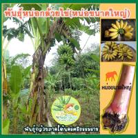ราคา หน่อกล้วยไข่(หน่อขนาดใหญ่)พันธุ์กล้วยภาคใต้นครศรีธรรมราช(ผลกล้วยแบบลูกเล็ก) (19156541936)