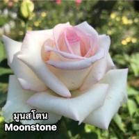 ราคา กุหลาบ-มูนสโตน Moonstone ดอกสีขาว-สีขาวปลายกลีบสีชมพู ดอกใหญ่ หอม บานทน (23046882484)
