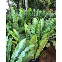 ราคา Bird's Nest Fern, Bird's Nest Fern, Osaka Royal Fern, Size XL (55651977446)