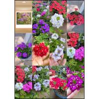 ราคา เมล็ด คละสี 6-7สี เวอร์บีน่าเลื้อย Verbena เวอร์บีน่า / tahpaynahc (29184165066)