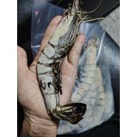ราคา กุ้งลายเสือธรรมชาติจากจันทบุรี(15-18ตัวโล) (55505631809)