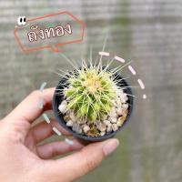 ราคา NEW❤️ ถังทอง กระบองเพชร แคคตัส cactus (22181679572)