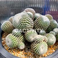 ราคา Rebutia Krainziana รีบูเทีย (22-04-2021) (8346289766)