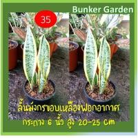 ราคา ลิ้นมังกรขอบเหลือง ลิ้นมังกรลายเขียว ในกระถาง 6 นิ้ว สูง20-25cm มีหลายต้นในกระถางเดียว พร้อมส่ง (11773042340)