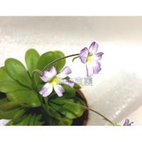 ราคา พืชกินแมลง แมลงพืช แมลง Viola[Maca ตะวันออกเข้ามาเกี่ยวข้อง]แมลง菫 เติมแมลง菫 เติมแมลง Viola แมลง เขตร้อน จับแมลง帽子/玫瑰/木瓜/ (21236076563)