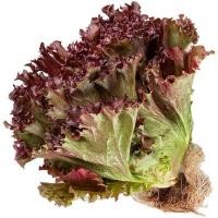 ราคา เมล็ดพันธุ์ผักสลัด เรดคอรัล (Red Coral) ใช้ทำสลัด กรอบ หวาน ปลูกง่าย (25627032956)