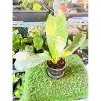 ราคา เศรษฐีวินสันด่าง ด่างสวยมาก-รากเดินดีแล้ว (43108101588)