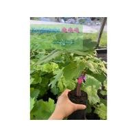 ราคา กิ่งองุ่นพันธุ์ มายฮาร์ด ผลรูปทรงหัวใจ แดงหวานกรอบไร้เมล็ด (19383547996)