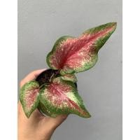 ราคา ต้นบอนสีแม่ปลาบู่ทอง (10744251372)