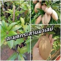 ราคา ต้นละมุดกระสวยมาเลย์ ตอน (29117933875)