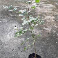 ราคา ต้นแคนา สูง 35-60ซม. (7232386777)