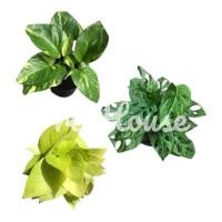 ราคา พลูด่าง,พลูทอง,พลูฉลุ กระถาง 4” (7730307800)