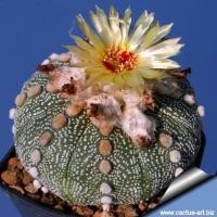 ราคา Astrophytum asterias (ต้นใหญ่มาก) แอสโตรไฟตั้ม แอสทีเรียส ต้นใหญ่ (5673446085)