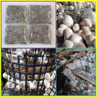 ราคา ก้อนเชื้อเห็ดฟาง 4 ถุง ผสมแป้งข้าวเหนียวและอาหารเสริมเรียบร้อยแล้ว พร้อมเพาะ (24569860204)