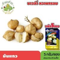 ราคา [แพ็ค 5 ซอง] 3A เมล็ดพันธุ์ มันแกว ขนาดซองละ5กรัม ประมาณ25เมล็ด/ซอง YAM BEAN มันละแวก มันลาว มันสะเภา เมล็ดพันธุ์พืช (3337643580)