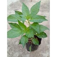 ราคา ต้นกล้าพริกกะเหรี่ยง พริกกะเหรี่ยง (3536295329)