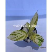 ราคา อัพเดทล่าสุด ข่าด่างเหลือง กระถาง2 #ข่างด่างเหลือง #ข่าด่าง #ลายสวยมาก ใบใหญ่มาก เหมาะกับการตั้งแม่ (12531140257)