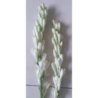 ราคา ขายพันธุ์ซ่อนกลิ่นพันธ์อินเดีย เป็นดอกซ้อน ช่อยาว ชุด 500ต้น ต้น 10บาท(ราคาส่ง) มีแค่ 1000ต้นเท่านั้นจ้า (20544872030)