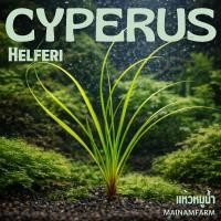 ราคา แห้วหมูน้ำ ไม้หลังตู้ เลี้ยงง่าย ไม่ต้องการ co2 ไม้น้ำไทย – CYPERUS HELFERI ต้นไม้น้ำ (2959664348)