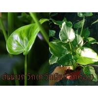 ราคา ต้นนางกวัก(กวักเงินกวักทอง) (7093589408)