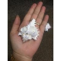 ราคา เปลือกหอยน่ายักษ์ ขนาด 3 นิ้ว (3896971885)